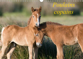 Ausloos |  Poulains copains (Calendrier mural 2021 DIN A3 horizontal) | Sonstiges |  Sack Fachmedien