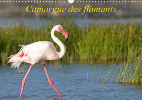 Ausloos |  Camargue des flamants (Calendrier mural 2021 DIN A3 horizontal) | Sonstiges |  Sack Fachmedien