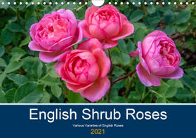 Russell |  English Shrub Roses (Wall Calendar 2021 DIN A4 Landscape) | Sonstiges |  Sack Fachmedien