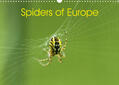 Schäfer |  Schäfer, O: Spiders of Europe (Wall Calendar 2023 DIN A3 Lan | Sonstiges |  Sack Fachmedien