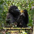 Krause |  Facing Mountain Gorillas in Uganda (Wall Calendar 2023 300 × 300 mm Square) | Sonstiges |  Sack Fachmedien