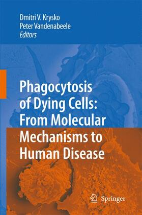 Vandenabeele / Krysko | Phagocytosis of Dying Cells | Buch | 978-1-4020-9292-3 | sack.de