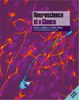 Barker / Barasi / Neal | Neuroscience at a Glance | Buch | 978-1-4051-1124-9 | www.sack.de