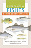 Murdy / Musick |  Field Guide to Fishes of the Chesapeake Bay | Buch |  Sack Fachmedien