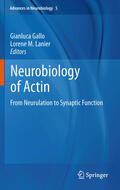 Gallo / Lanier |  Neurobiology of Actin | eBook | Sack Fachmedien