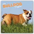 Bulldog Puppies - Bulldoggen Welpen 2019 - 18-Monatskalender mit freier DogDays-App | Buch |  Sack Fachmedien