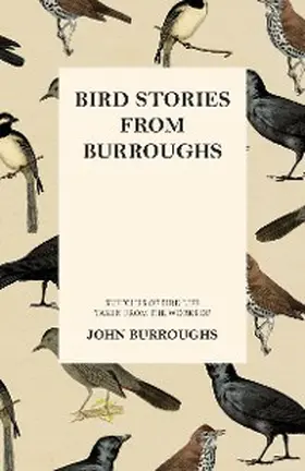 Burroughs |  Bird Stories from Burroughs - Sketches of Bird Life Taken from the Works of John Burroughs | eBook | Sack Fachmedien