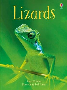 Maclaine |  Lizards | Buch |  Sack Fachmedien