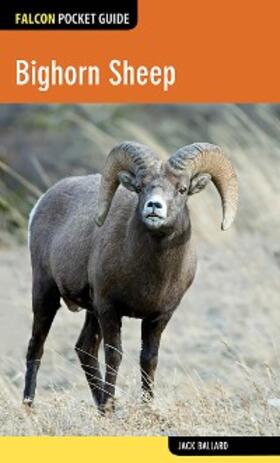 Ballard |  Bighorn Sheep | eBook | Sack Fachmedien