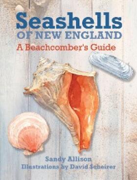 Allison |  Seashells of New England | eBook | Sack Fachmedien