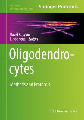 Kegel / Lyons | Oligodendrocytes | Buch | 978-1-4939-9070-2 | sack.de