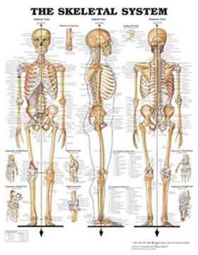 Skeletal System - Large Decal Chart | Sonstiges | 978-1-4963-7117-1 | sack.de