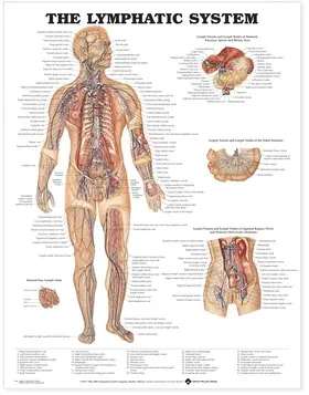 Lymphatic System Anatomical Chart | Buch |  Sack Fachmedien