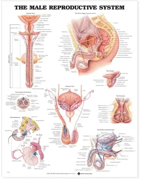  The Male Reproductive System Anatomical Chart | Sonstiges |  Sack Fachmedien