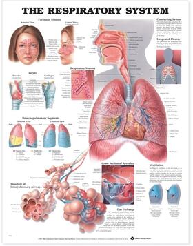 The Respiratory System Anatomical Chart | Sonstiges | 978-1-58779-054-6 | sack.de