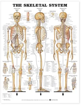 The Skeletal System Anatomical Chart | Sonstiges | 978-1-58779-062-1 | www.sack.de