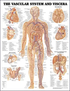  Vascular System and Viscera Anatomical Chart | Buch |  Sack Fachmedien