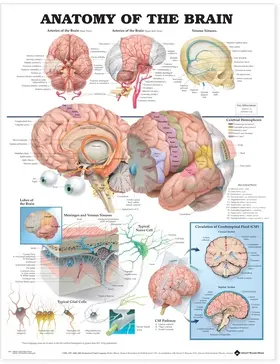  Anatomy of the Brain Anatomical Chart | Buch |  Sack Fachmedien