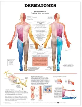  Dermatomes Anatomical Chart | Sonstiges |  Sack Fachmedien