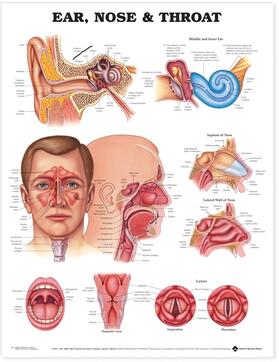 Ear, Nose and Throat Anatomical Chart | Sonstiges | 978-1-58779-115-4 | sack.de