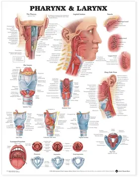  Pharynx & Larynx Anatomical Chart | Sonstiges |  Sack Fachmedien