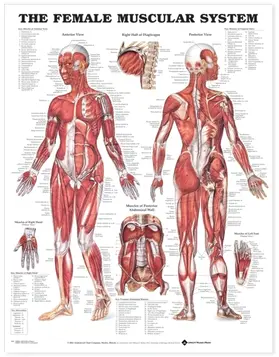  Female Muscular System Anatomical Chart | Buch |  Sack Fachmedien