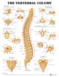  The Vertebral Column Anatomical Chart | Sonstiges |  Sack Fachmedien
