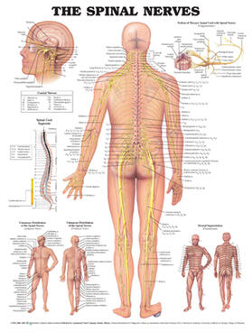 The Spinal Nerves Anatomical Chart | Sonstiges | 978-1-58779-691-3 | sack.de