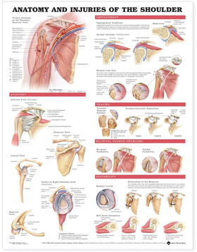 Anatomy and Injuries of the Shoulder Anatomical Chart | Sonstiges | 978-1-58779-808-5 | sack.de