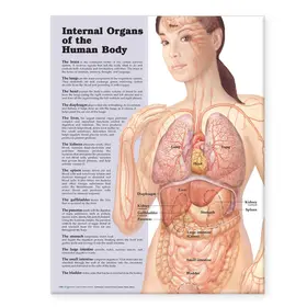  Internal Organs of the Human Body Anatomical Chart | Sonstiges |  Sack Fachmedien