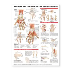  Anatomy and Injuries of the Hand and Wrist Anatomical Chart | Buch |  Sack Fachmedien