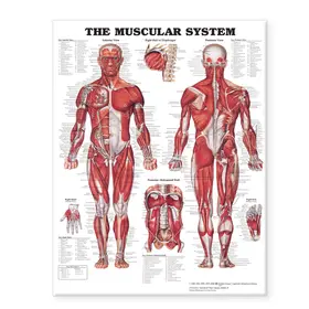 The Muscular System Giant Chart | Sonstiges | 978-1-58779-981-5 | sack.de