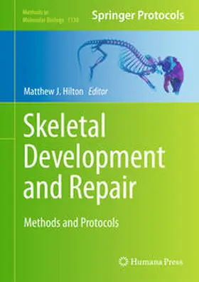 Hilton |  Skeletal Development and Repair | eBook | Sack Fachmedien