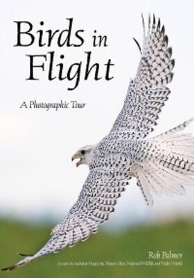 Palmer |  Birds in Flight | eBook | Sack Fachmedien