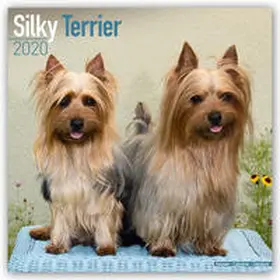 Silky Terrier Calendar 2020 | Buch | 978-1-78580-659-9 | www.sack.de
