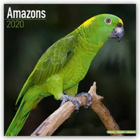 Amazons - Amazonenpapageien 2020 | Buch | 978-1-78580-685-8 | www.sack.de