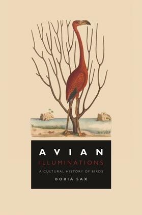 Sax |  Avian Illuminations | Buch |  Sack Fachmedien