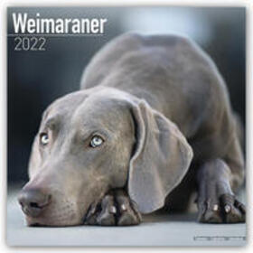 Avonside Publishing Ltd | Weimaraners - Weimaraner 2022 - 16-Monatskalender mit freier DogDays-App | Sonstiges | 978-1-83941-223-3 | sack.de