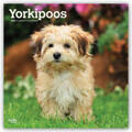 BrownTrout Publisher |  Yorkipoos - Yorkie Poos 2020 - 16-Monatskalender mit freier DogDays-App | Sonstiges |  Sack Fachmedien