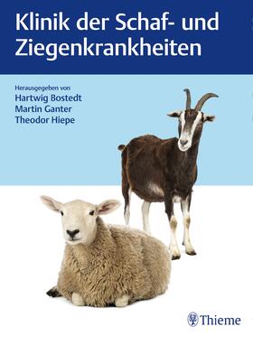 Bostedt / Ganter / Hiepe | Klinik der Schaf- und Ziegenkrankheiten | Buch | 978-3-13-242281-0 | sack.de