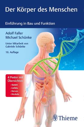 Faller / Schünke | Faller, A: Körper des Menschen | Buch | 978-3-13-243820-0 | sack.de