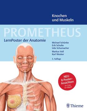 Schünke / Schulte / Schumacher | PROMETHEUS LernPoster der Anatomie, Knochen und Muskeln | Sonstiges | 978-3-13-244426-3 | sack.de