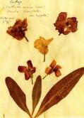 Luxemburg |  Herbarium Postkartenset | Sonstiges |  Sack Fachmedien