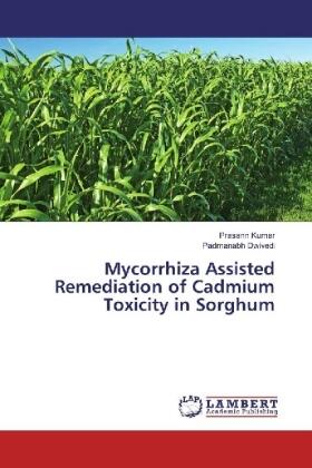 Kumar / Dwivedi |  Mycorrhiza Assisted Remediation of Cadmium Toxicity in Sorghum | Buch |  Sack Fachmedien