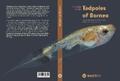 Haas / Das / Hertwig |  A Guide to the Tadpoles of Borneo | eBook | Sack Fachmedien