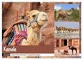 Herzog |  Kamele - Die freundlichen Gepäckträger (Wandkalender 2024 DIN A2 quer), CALVENDO Monatskalender | Sonstiges |  Sack Fachmedien