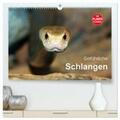 Herzog |  Gefährliche Schlangen (hochwertiger Premium Wandkalender 2024 DIN A2 quer), Kunstdruck in Hochglanz | Sonstiges |  Sack Fachmedien