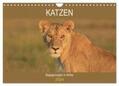 Herzog |  Katzen - Begegnungen in Afrika (Wandkalender 2024 DIN A4 quer), CALVENDO Monatskalender | Sonstiges |  Sack Fachmedien