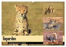 Herzog | Geparden - Begegnungen in Afrika (Wandkalender 2024 DIN A2 quer), CALVENDO Monatskalender | Sonstiges | 978-3-383-38442-4 | sack.de