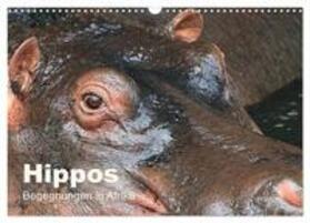 Herzog | Hippos - Begegnungen in Afrika (Wandkalender 2024 DIN A3 quer), CALVENDO Monatskalender | Sonstiges | 978-3-383-38619-0 | sack.de